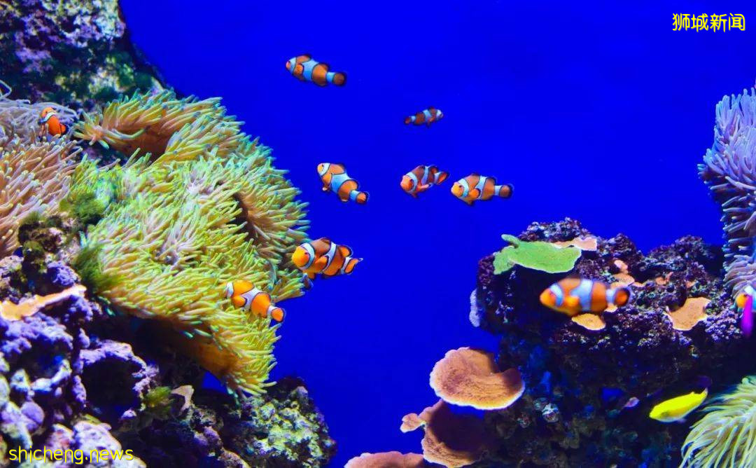 云游 总有一个理由打卡新加坡