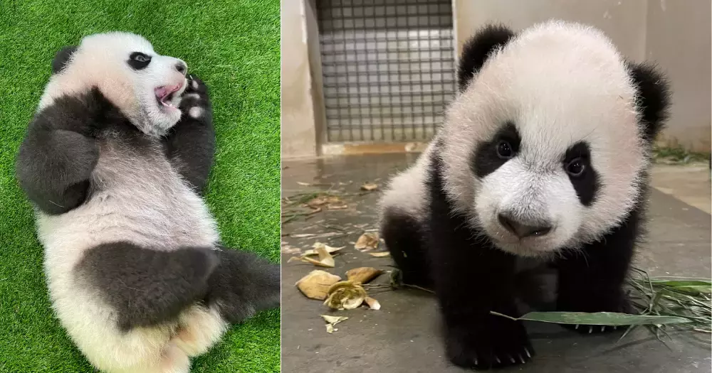 新加坡出生的小熊貓名字定了！這兩個字你會讀嗎