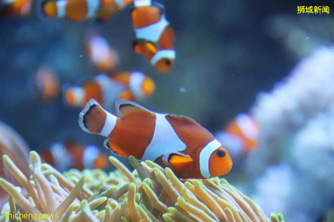 云游 总有一个理由打卡新加坡