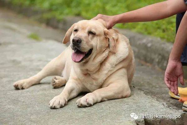 金毛被舉報組屋主人無奈棄養,還有哪些狗狗組屋不能養