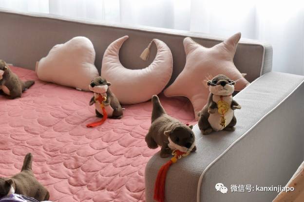 一群水獭惊现新加坡酒店,带娃带情侣开启超萌宅度假