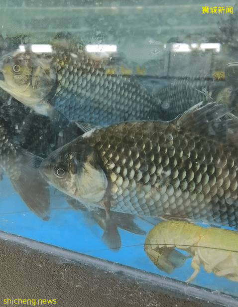 2021新加坡米其林榜出爐!種草高級海鮮食材:帝王蟹、加拿大青口、蘇格蘭竹蚌