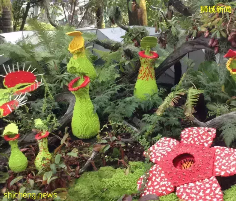 几十张图带你了解别样的新加坡