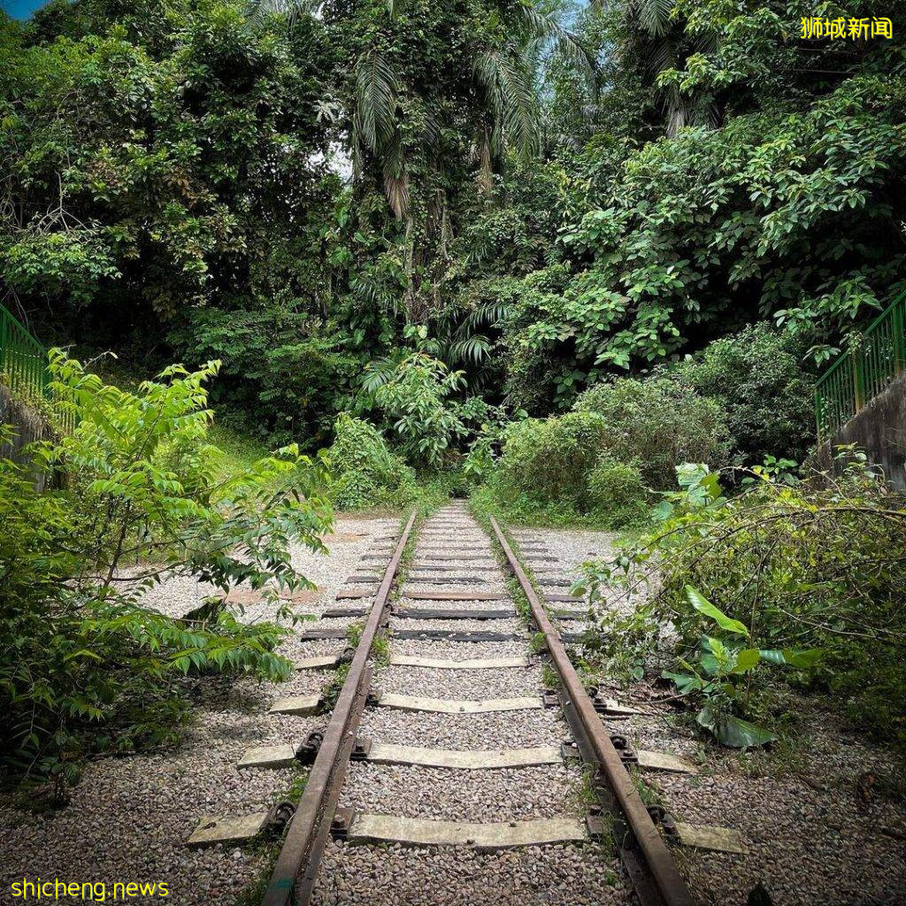 现实版《千与千寻》同款神秘隧道,直接通到Clementi Forest原始森林