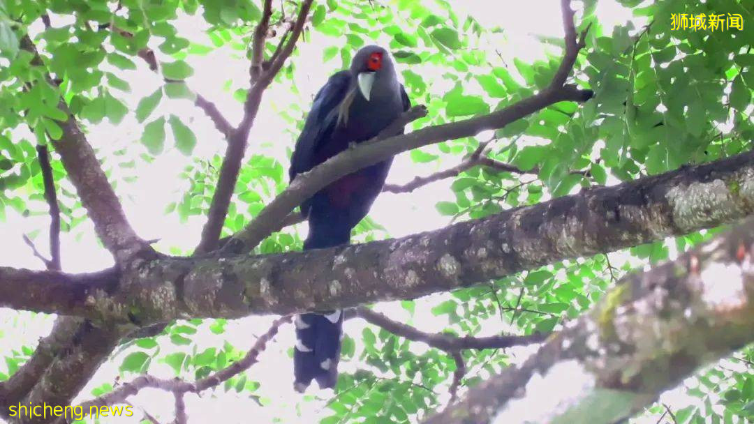 人少景美！新加坡5个自然公园推荐，第一个就心动了