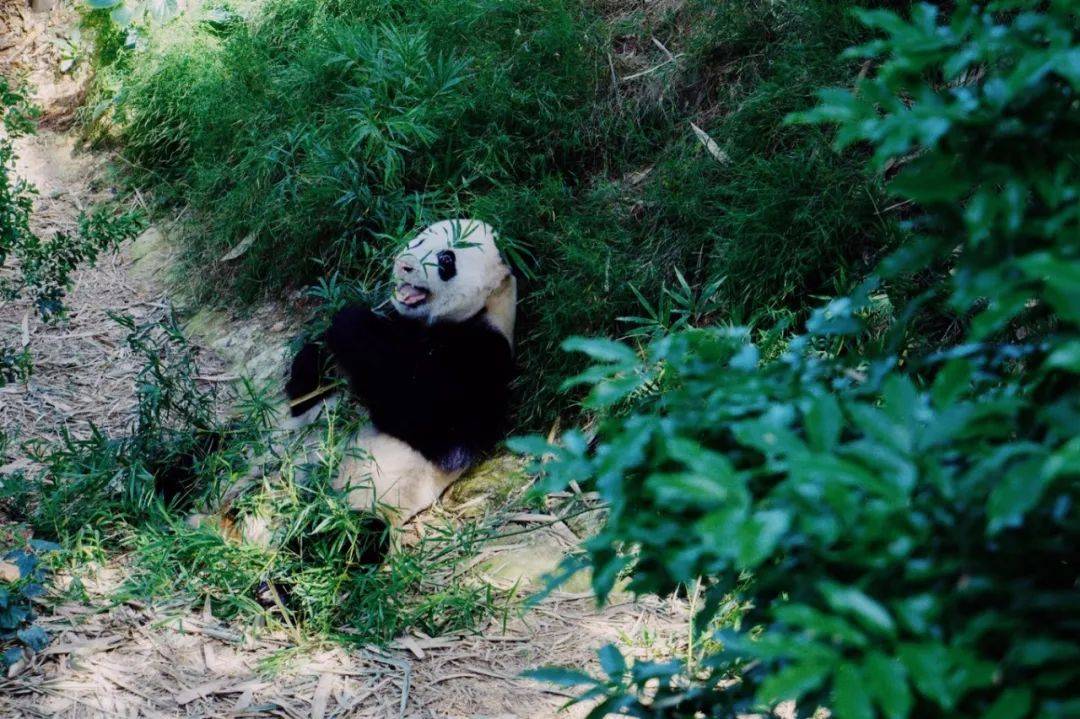国宝级的客人出席你的新年午宴,有没有猜到是谁来了