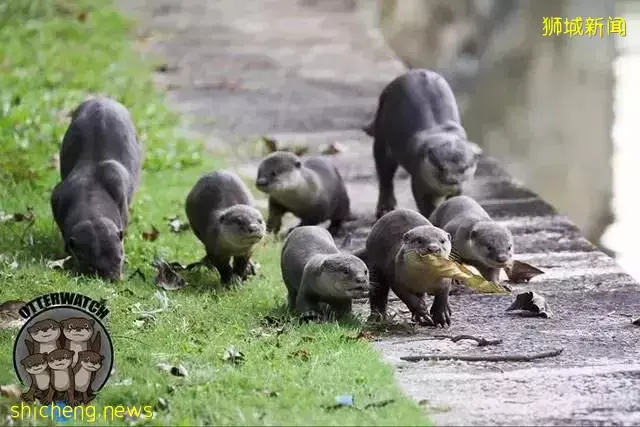 Atlassia【5月即將開盤 新加坡遺産保護區內古典與現代相結合的新公寓 永久地契 世代傳承 學區房 】