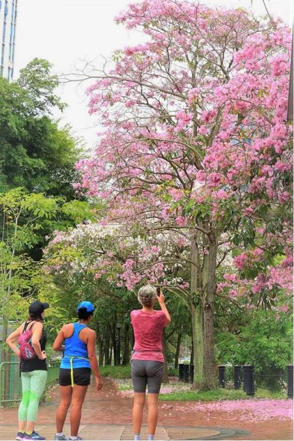 刷屏啦！新加坡秒變花花世界，美到窒息