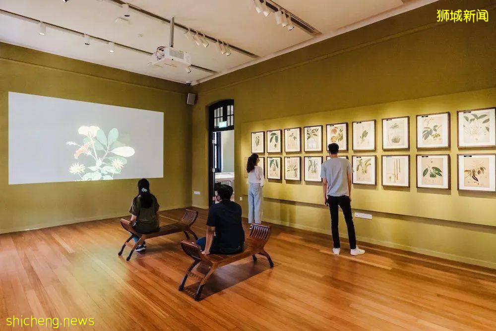 叢林遊樂場、自然博物館、山路徒步……新加坡這個公園翻新後更好玩啦