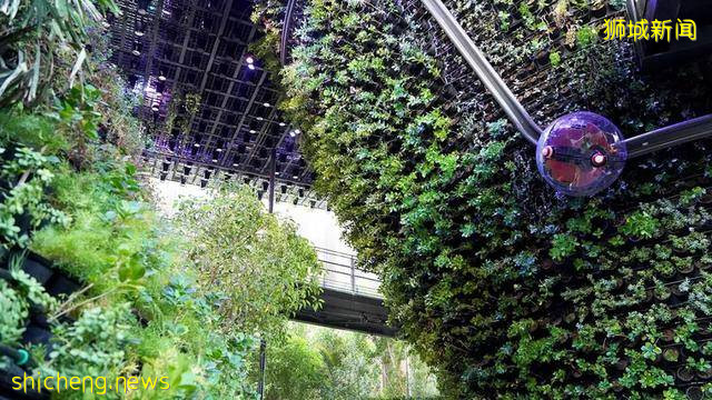 迪拜世博会新加坡展馆：自然之城，展示自然、培育、未来 