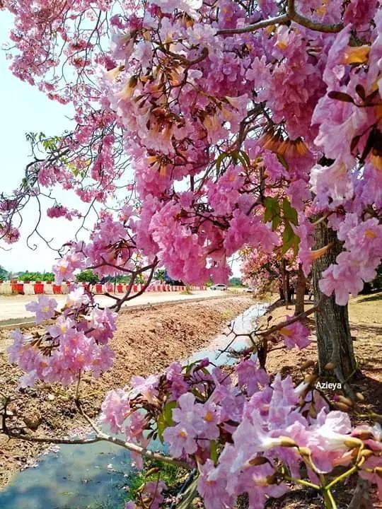 李顯龍總理發了一個帖子，評論區瞬間被淹沒