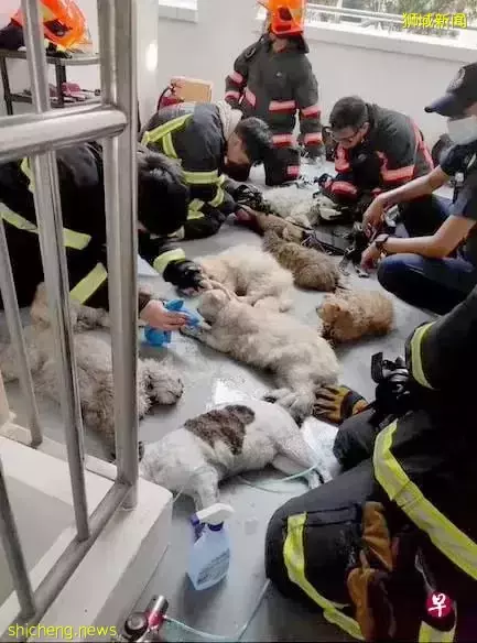 組屋失火嗆暈家貓遍地,新加坡民防人連結力救回13只,10分鍾內滅火