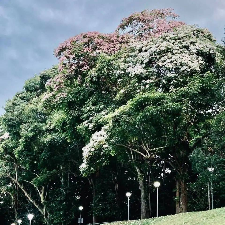 新加坡這些“櫻花公園”火了！$2起限定美食，別讓粉色季節白白溜走啦