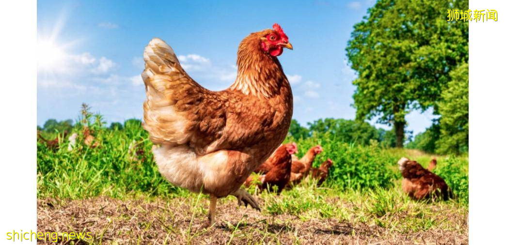 白沙组屋成“农场” 男子饲养25只鸡供出售被控