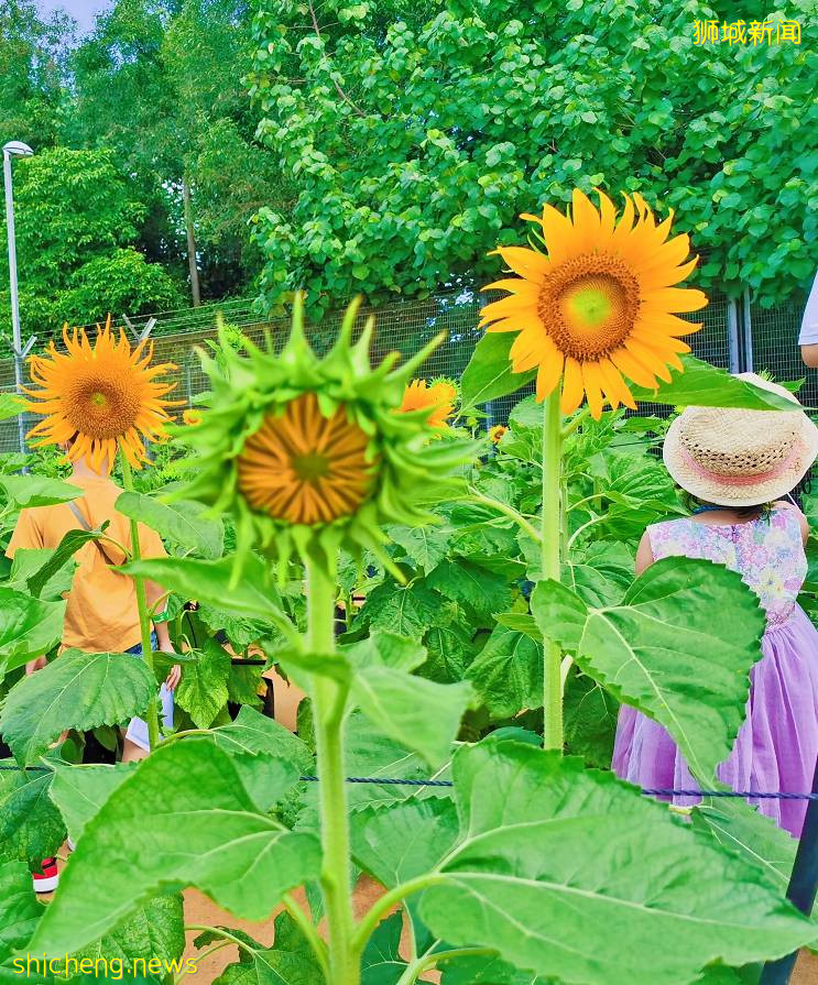 免費送票！$58就能露營機場，兩天一夜住帳篷，快搶