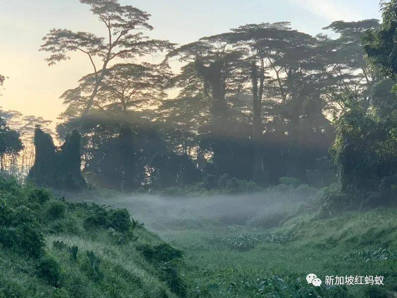 新加坡隐藏版秘境 绝美的金文泰森林