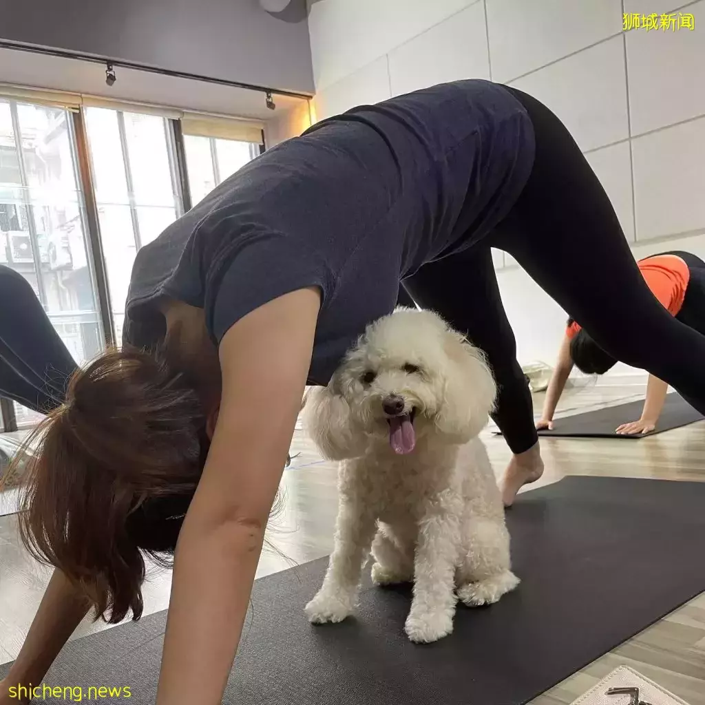 新加坡首个与狗狗一起上课的瑜伽班!带着狗狗来体验,现场互动+玩耍🐕🧘♀