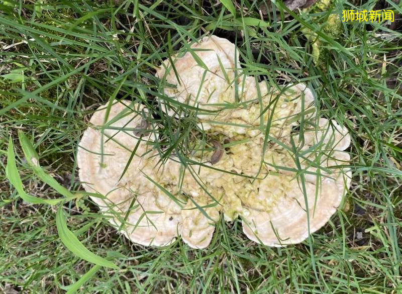 新加坡大雨一直下,媽媽這個是啥蘑菇?能吃嗎?額