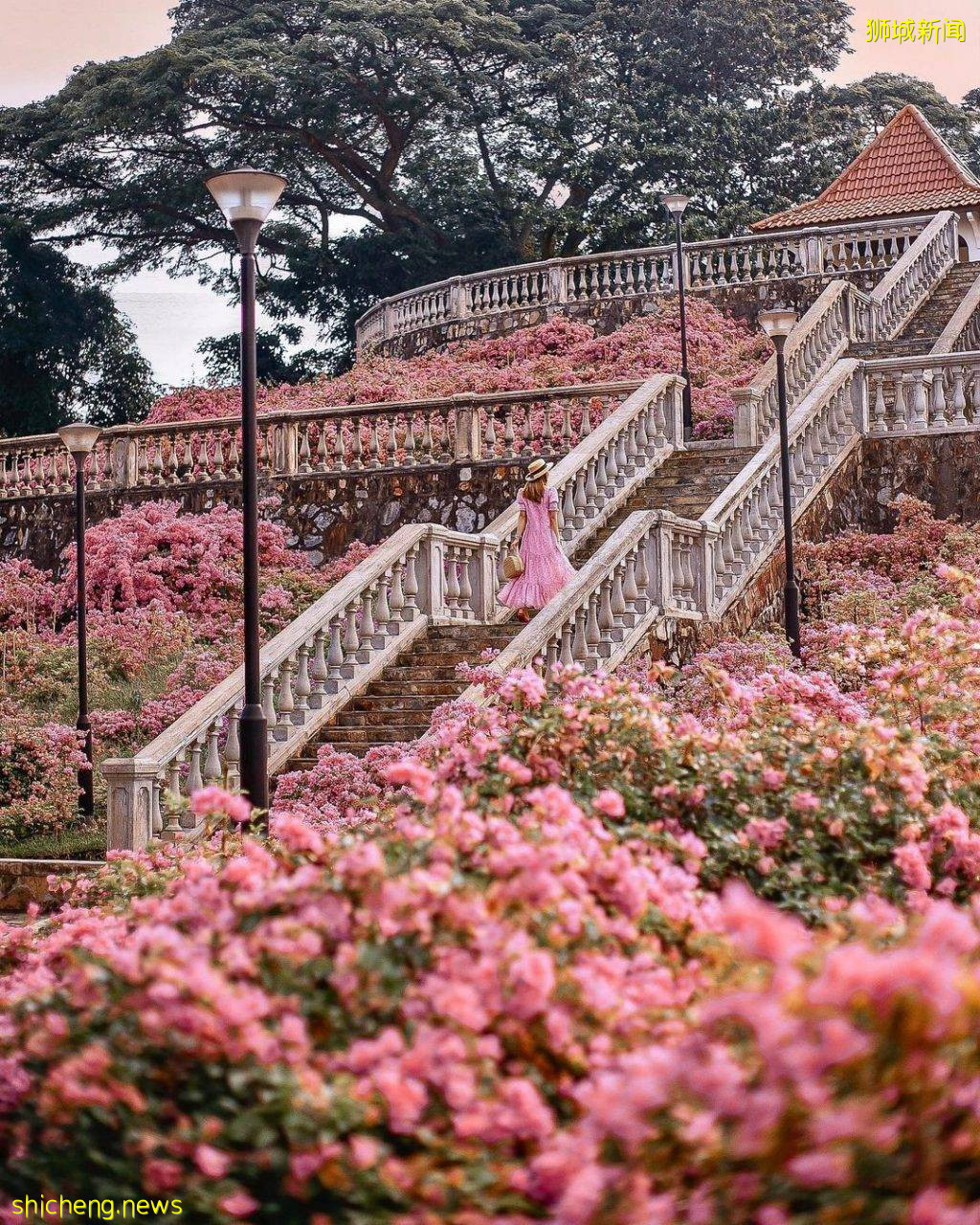 化身花仙子🧚‍♀新加坡9大花海打卡地🌷 天天鮮花盛放、美如仙境，出片率百分百