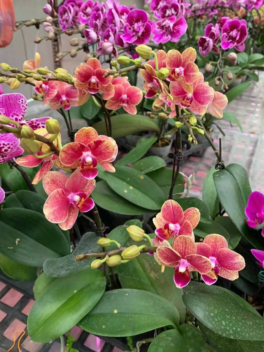 叮咚!你有一個情人節蛋糕請簽收!比玫瑰還好看的花也來了