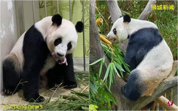 通过人工受精 凯凯嘉嘉等了七年 七夕早上7时诞下小熊猫