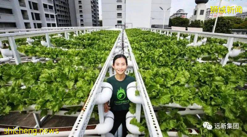 新加坡没有袁隆平,如何解决粮食安全问题