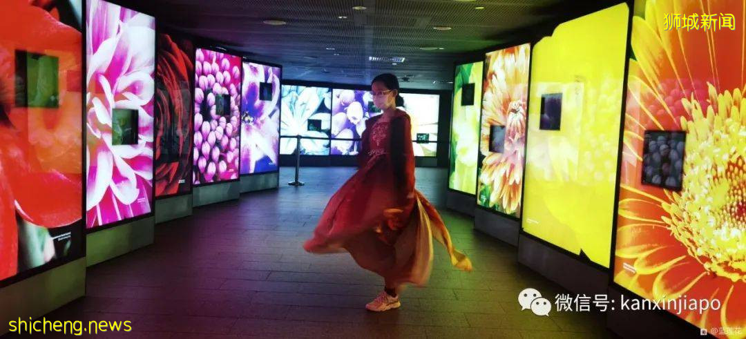 新加坡親子好去處！濱海灣～花穹～雲霧森林～空中步道半日遊