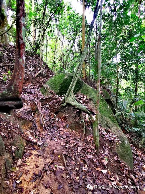 卡迪至山景(丛林探索之旅)