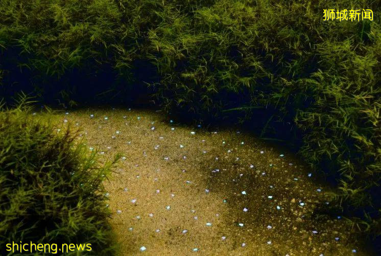 裕廊湖花园内新加坡迄今最大型康疗花园昨天开幕