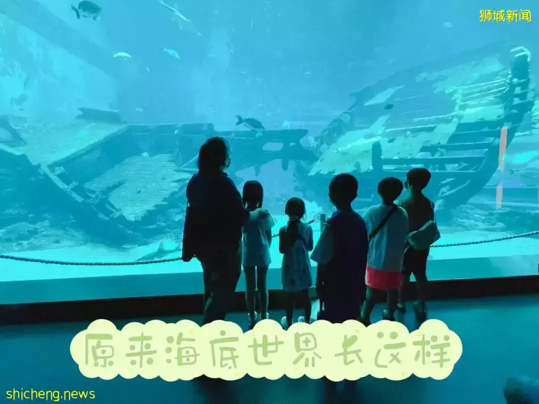 “从来没发现海洋馆这么好玩,我家娃竟然还拿到了鲨鱼的牙齿!”