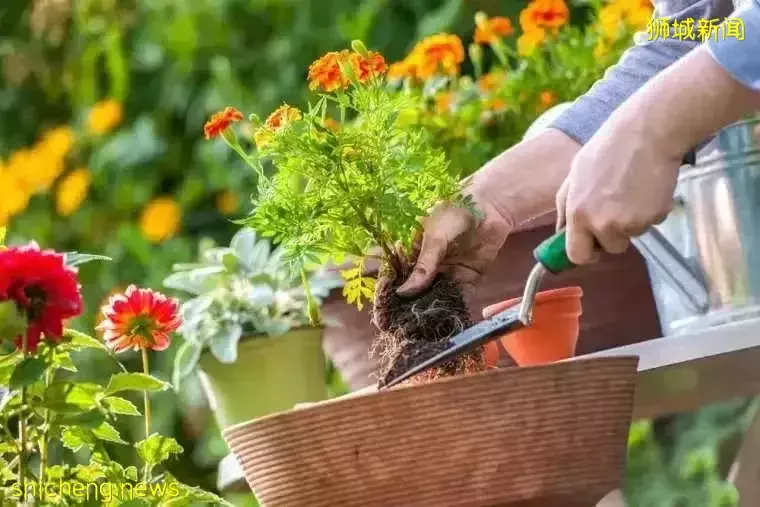 隐身6年、半夜做饭、家有两个老婆......我的新加坡邻居们的神奇故事