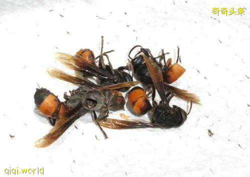 屋前玩耍虎頭蜂襲擊 8歲女童慘遭蟄死!