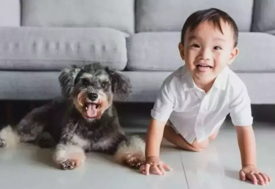 狗兒領養和訓練新標准來啦,新加坡想要養寵物可不是那麽隨便的事兒