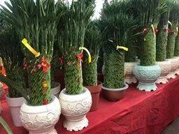 新加坡最大最好逛的花市，1000+花卉，新年必入好运连连