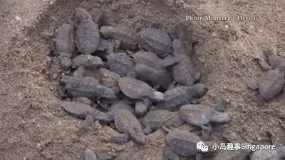 新加坡5個最美離島攻略，花十幾新幣仿佛“出國遊”