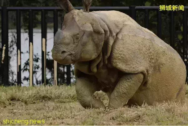 犀牛、大象、长颈鹿……在新加坡动物园都可以0距离接触啦