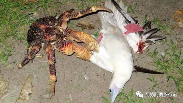 突發！這個海灘驚現一群巨型椰子蟹，還搶燒烤吃！新加坡也被鳄魚、蜥蜴、蟒蛇、水獺、猴子、野豬、野雞嚇到過