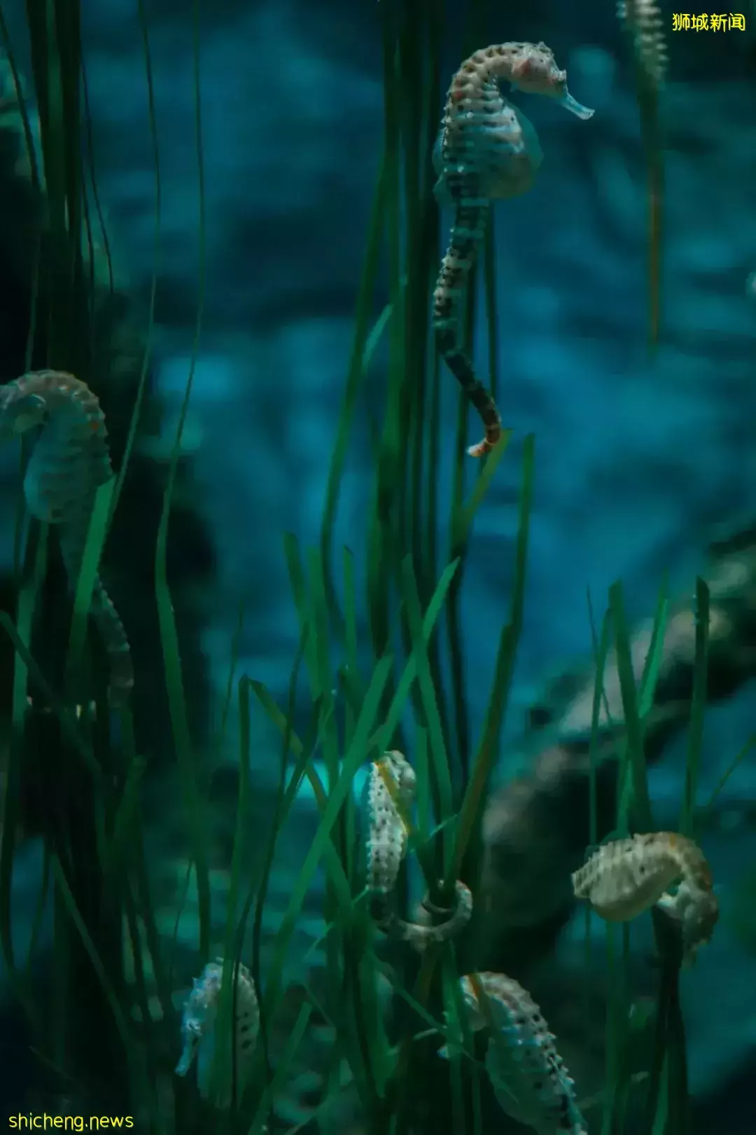 不用排队，N刷热门项目！包车仅$180往返，新山乐高乐园3天2夜太爽啦