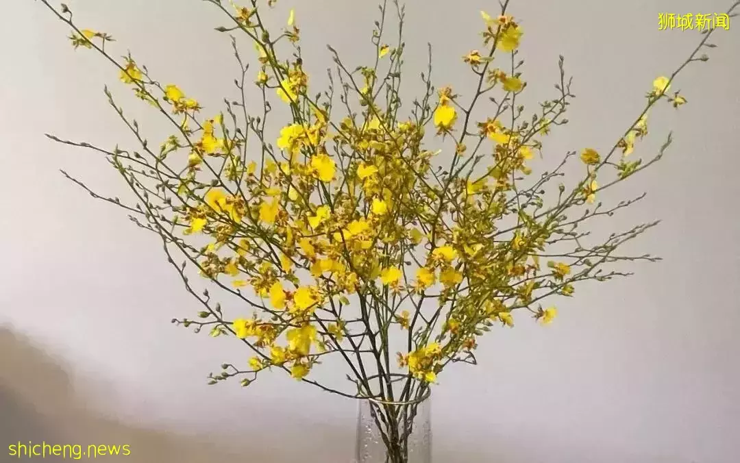 鮮花在熱帶也能養1個月？資深花友新加坡買花、養護大揭秘