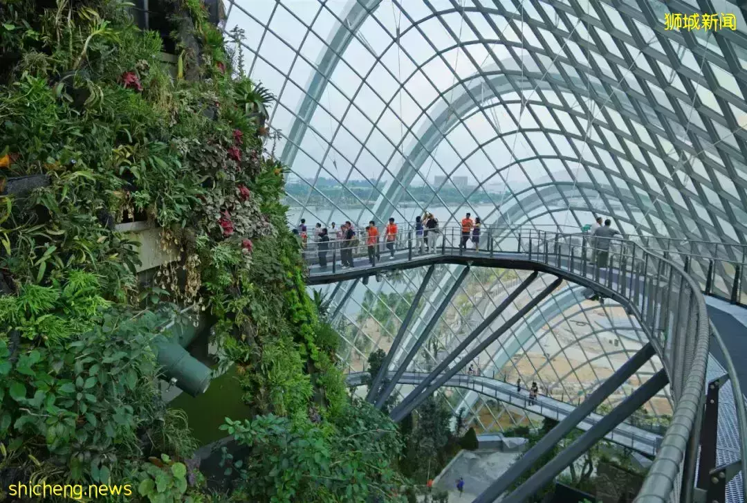 新中又一航班熔斷,機票近2萬!檢測8次從新加坡轉機確診,回國更難了