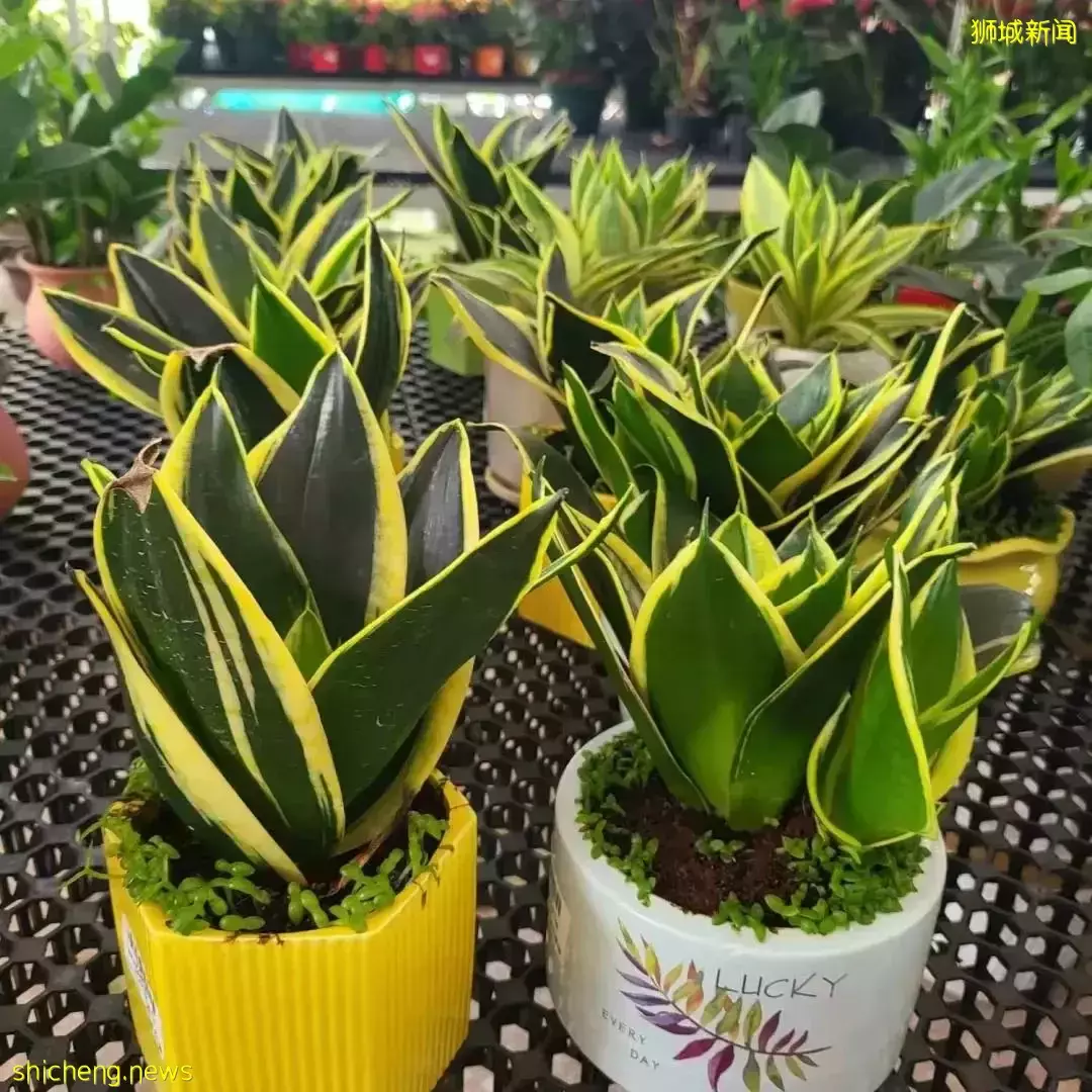 本周日！親子DIY盆栽、打卡越南網紅餐廳、了解新加坡曆史，搶位中