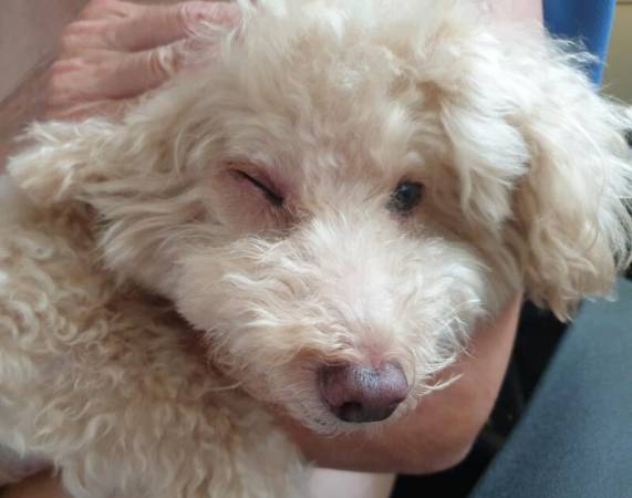 妇女带狗公园散步 公鸡袭贵宾犬 啄伤眼