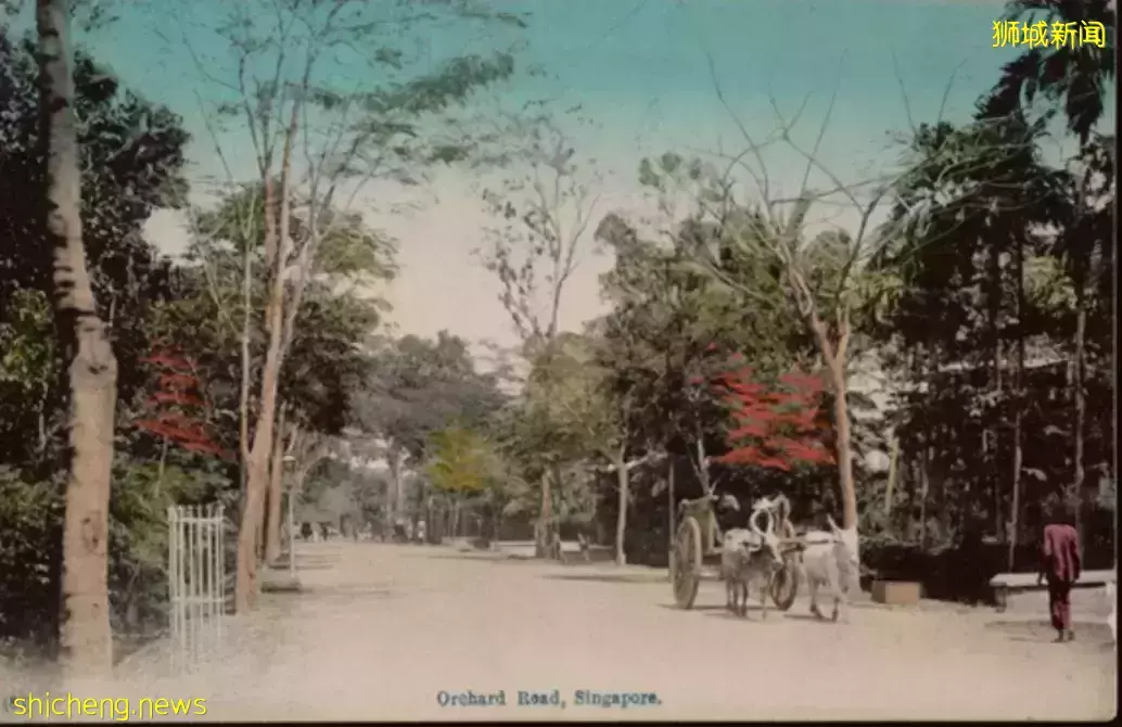 城市绿洲乌节路的成长之旅