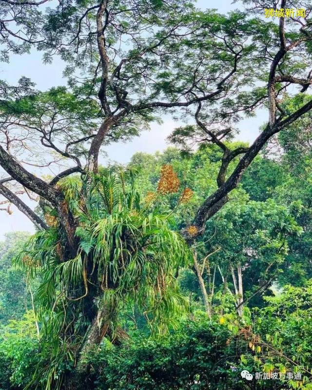 新加坡的“四季”，富有南洋風情的人間煙火氣