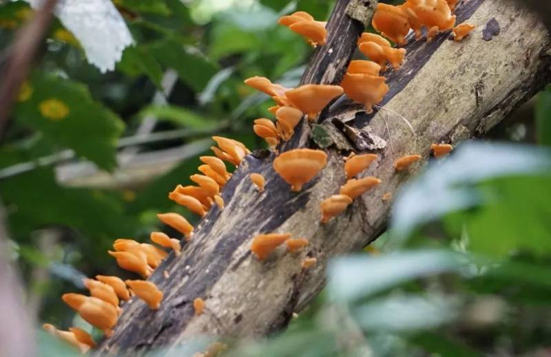 新加坡雙溪部落濕地（Sungei Buloh Wetland Reserve)