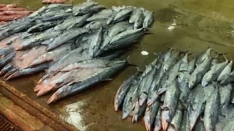 KTV感染群扩大至208人！新加坡最大渔港爆雷传染12家巴刹，鲜鱼要断货！社区疫情或有大爆发