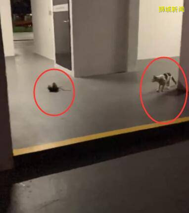 新加坡成鬼畜基地,两只老鼠站起来抱摔,猫居然当裁判