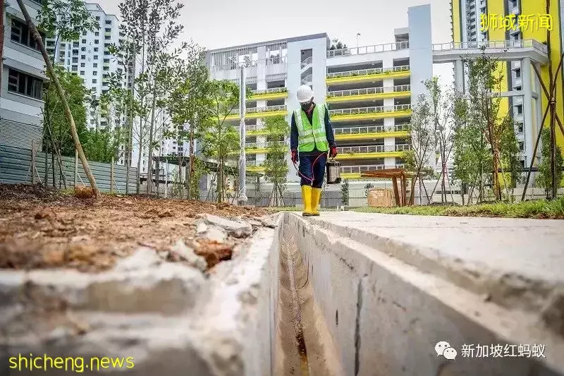 抗疫之余还得抗伊蚊　新加坡骨痛热症病例上半年暴增今年料恶化