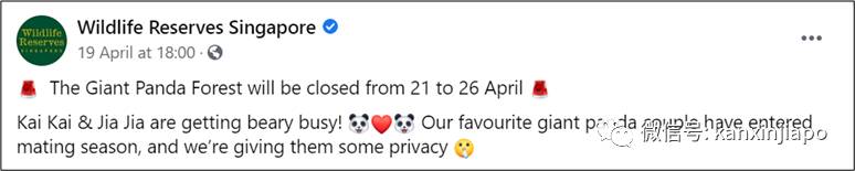 新加坡两只大熊猫九年第七次繁殖