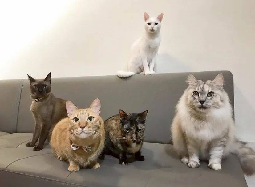 治愈系的它看一眼就愛不釋手！新加坡撸貓撸狗地圖來咯